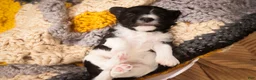 Havanese dogs for sale: Apollo Havanese  - Ad 2