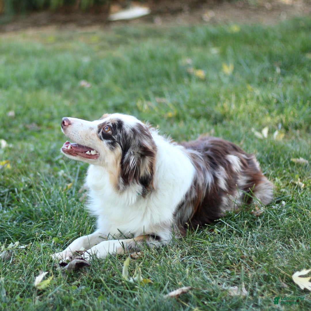 Miniature Australian Shepherd dogs for sale: Gerald - Ad 12