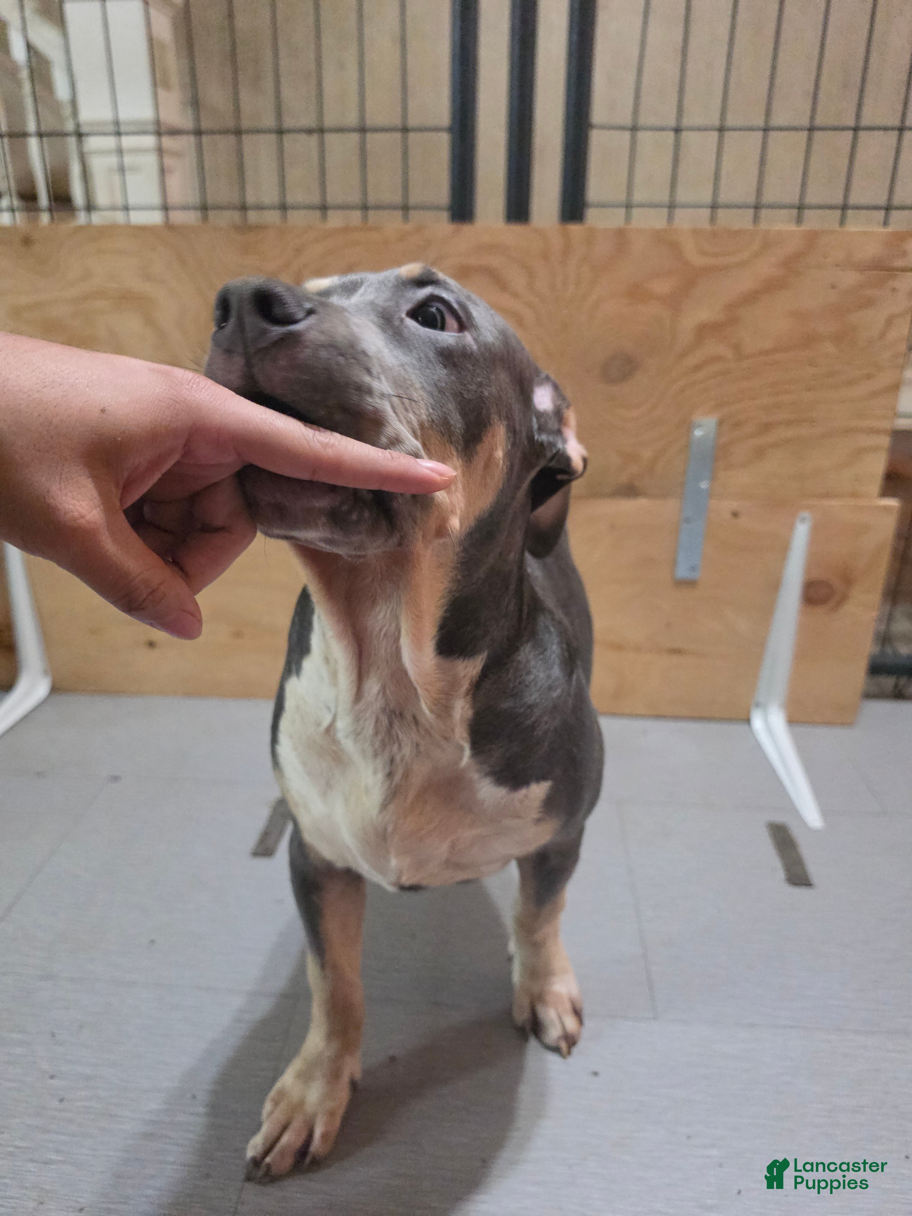 American Bully dogs American Bully 3 female - Ad 2