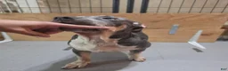 American Bully dogs for sale: American Bully 3 female - Ad 2