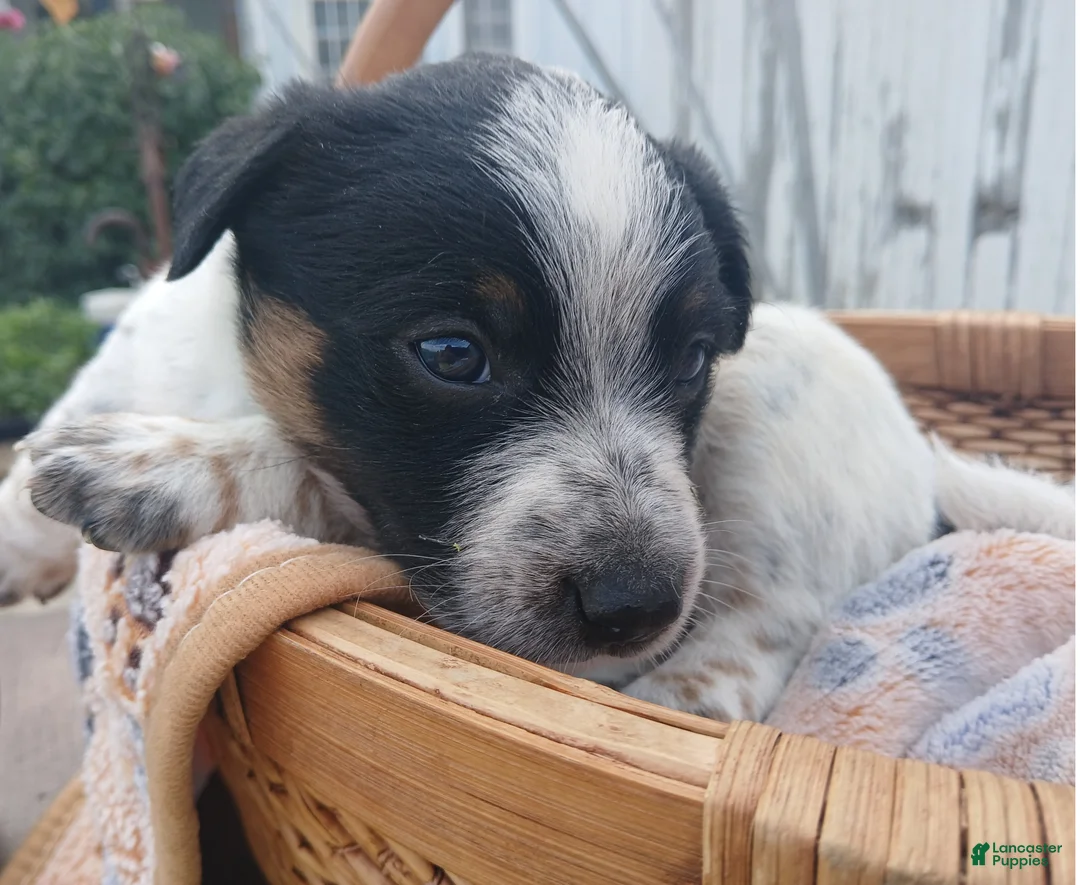 Australian Cattle Dog dogs for sale: Australian Cattle Dog Puppy 4 Bish - Ad 1