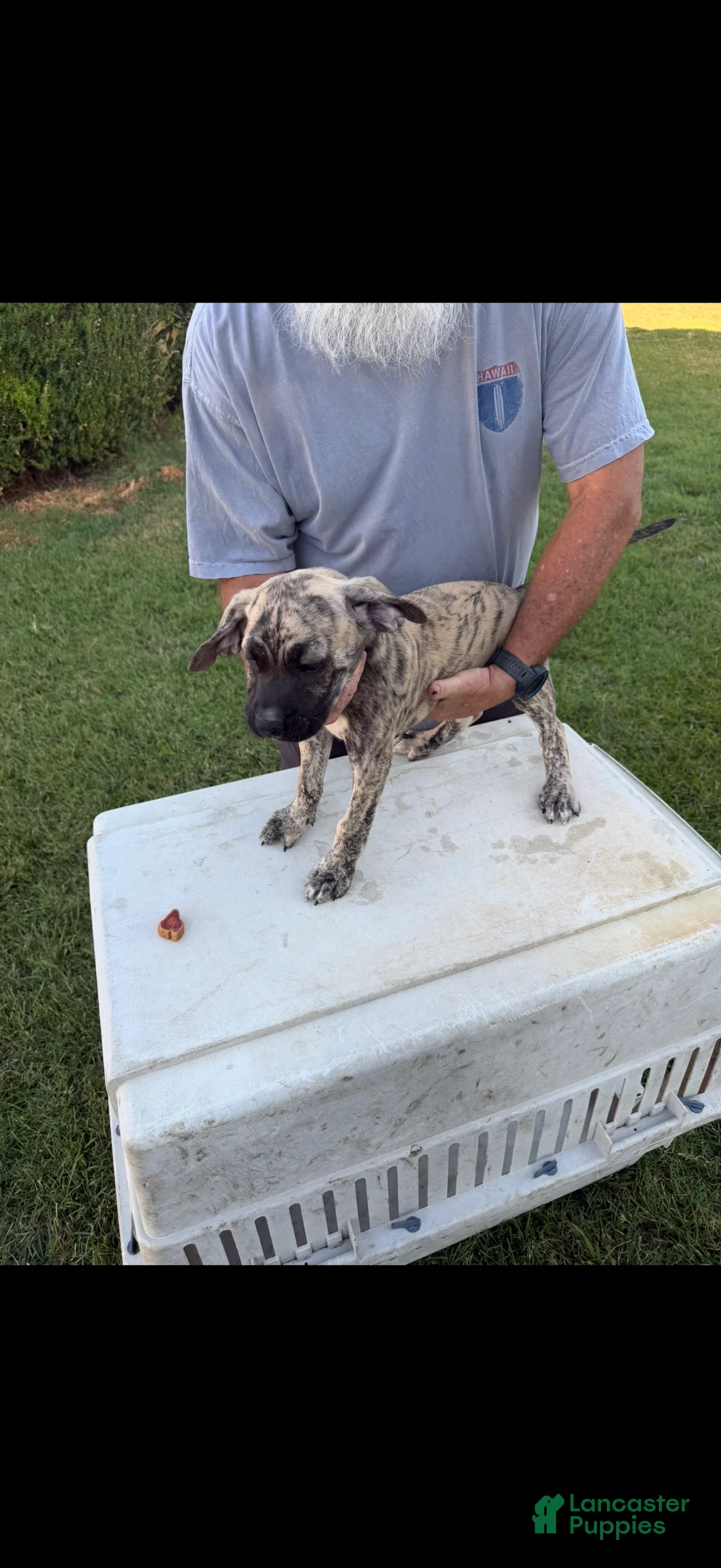 Mixed Breed dogs for sale: Brindle Male - Ad 2