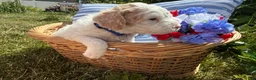 Mini Goldendoodle dogs for sale: Aphrodite - Ad 2