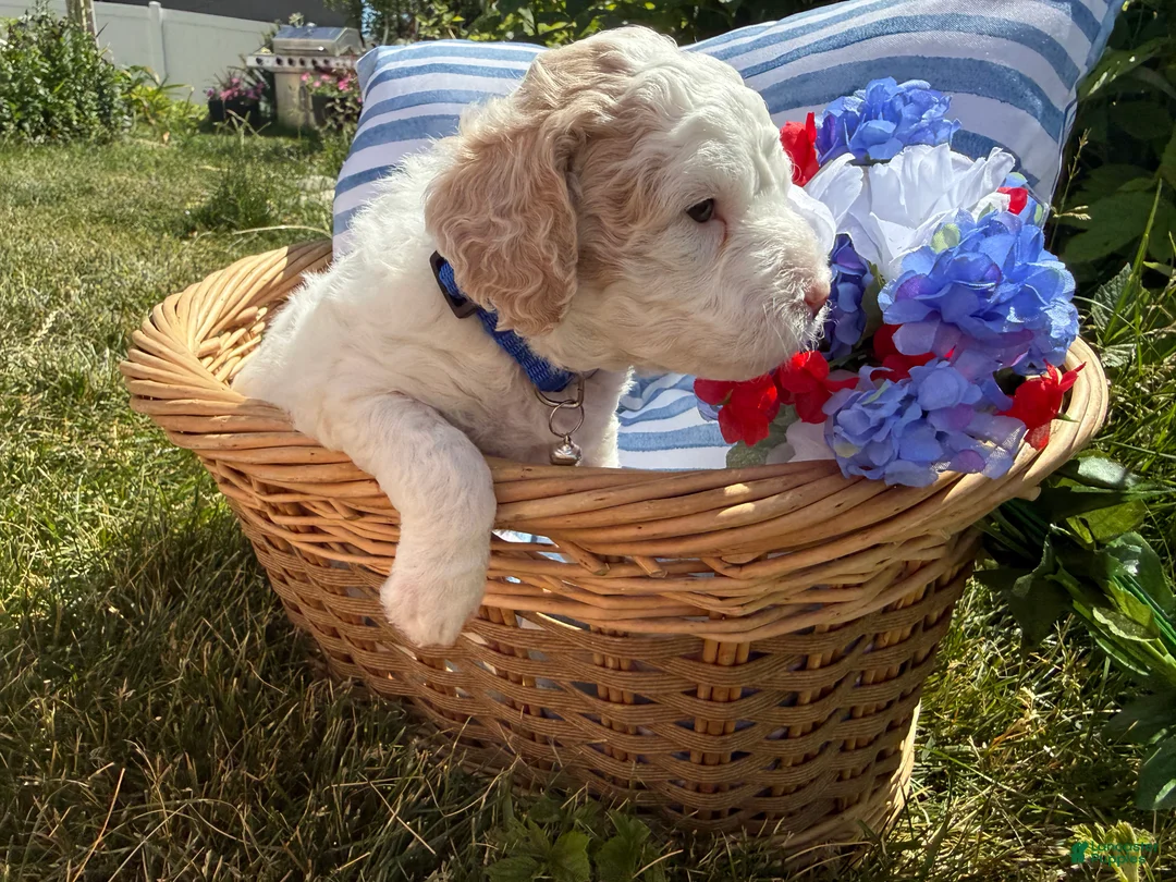 Mini Goldendoodle dogs for sale: Aphrodite - Ad 2