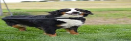 Mini Bernedoodle dogs for sale: Lilly - Ad 7