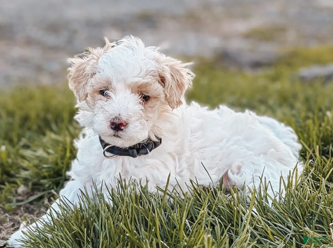 Maltipoo dogs for sale: Max - Ad 2