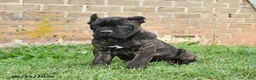 Cane Corso dogs for sale: Dawson - Ad 8