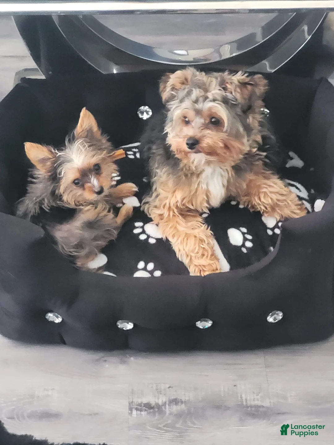 Yorkshire Terrier dogs for sale: Muscles - Ad 6