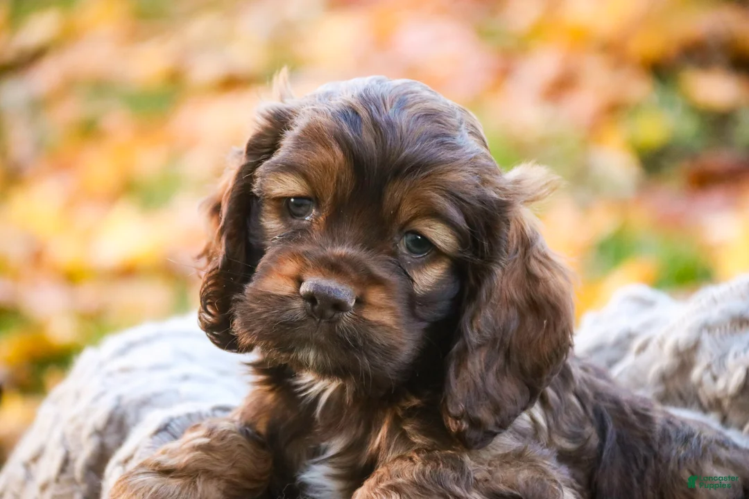 Cocker Spaniel dogs for sale: Archie - Ad 2