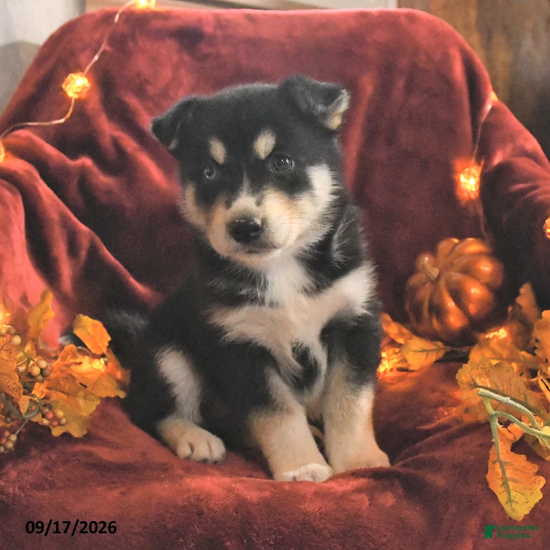 Mixed Breed dogs for sale: Chloe - Ad 1