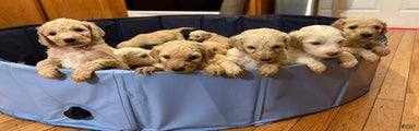 Goldendoodle Puppy 7