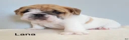 English Bulldog dogs for sale: Lana - Ad 2