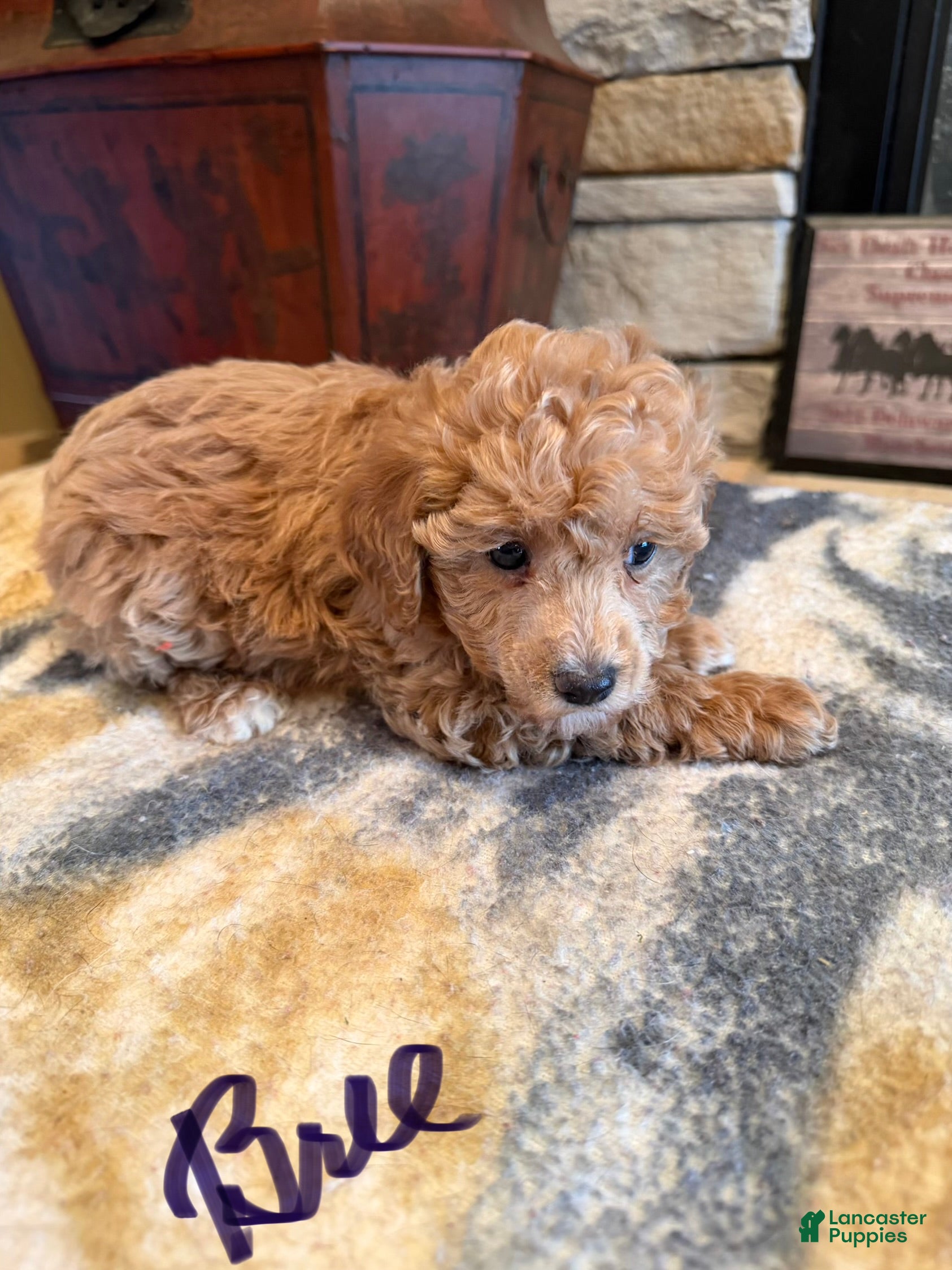 Miniature Poodle dogs  Bree - Ad 5