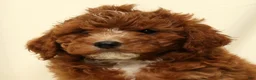 Cavapoo dogs for sale: Cooper - Ad 9