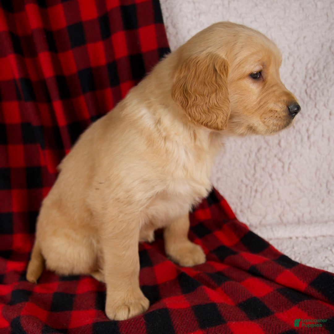 Golden Retriever dogs for sale: Talia - Ad 3