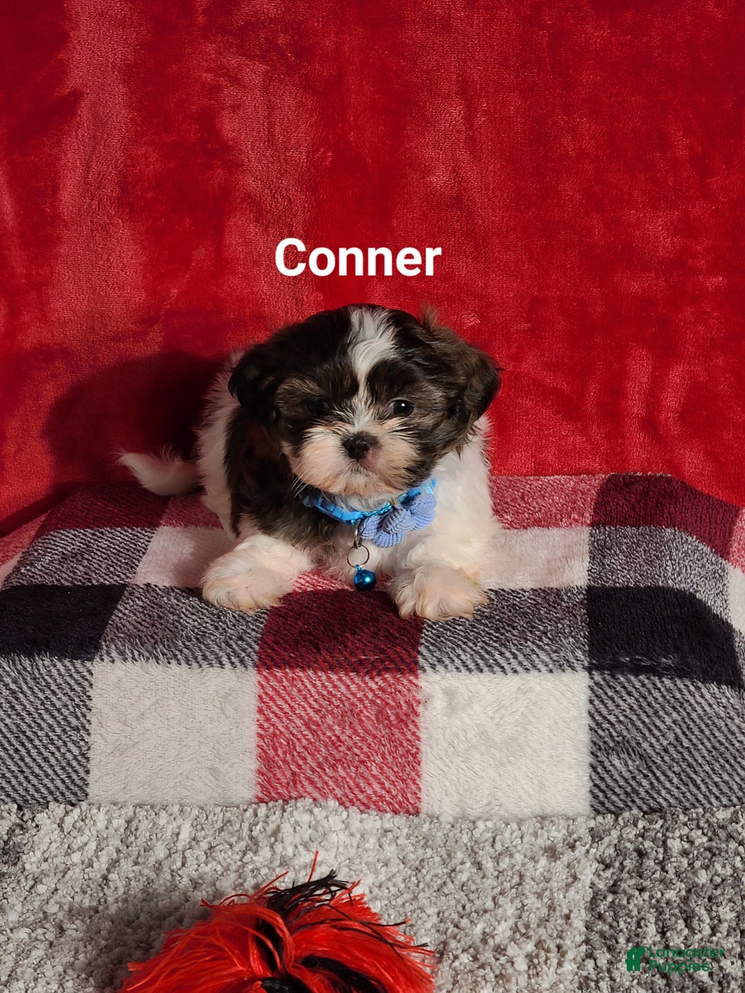 Shih Tzu dogs for sale: Conner  - Ad 4