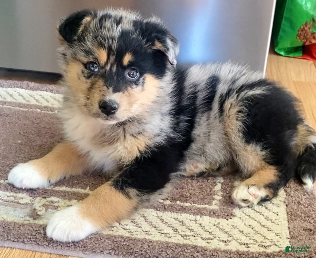 Mixed Breed dogs for sale: Lucy - Ad 2