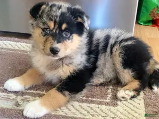 Mixed Breed dogs Lucy - Ad 7