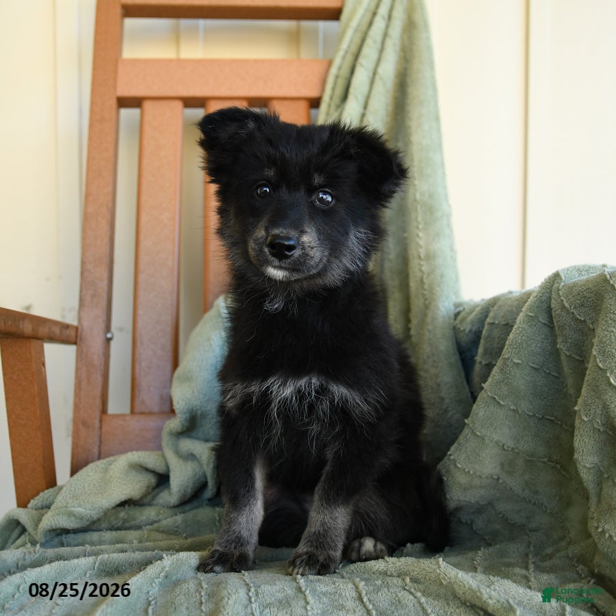 Pomsky dogs Zuzu - Ad 1