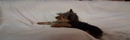 Yorkshire Terrier dogs for sale: Yorkshire Terrier Puppy 1 - Ad 3