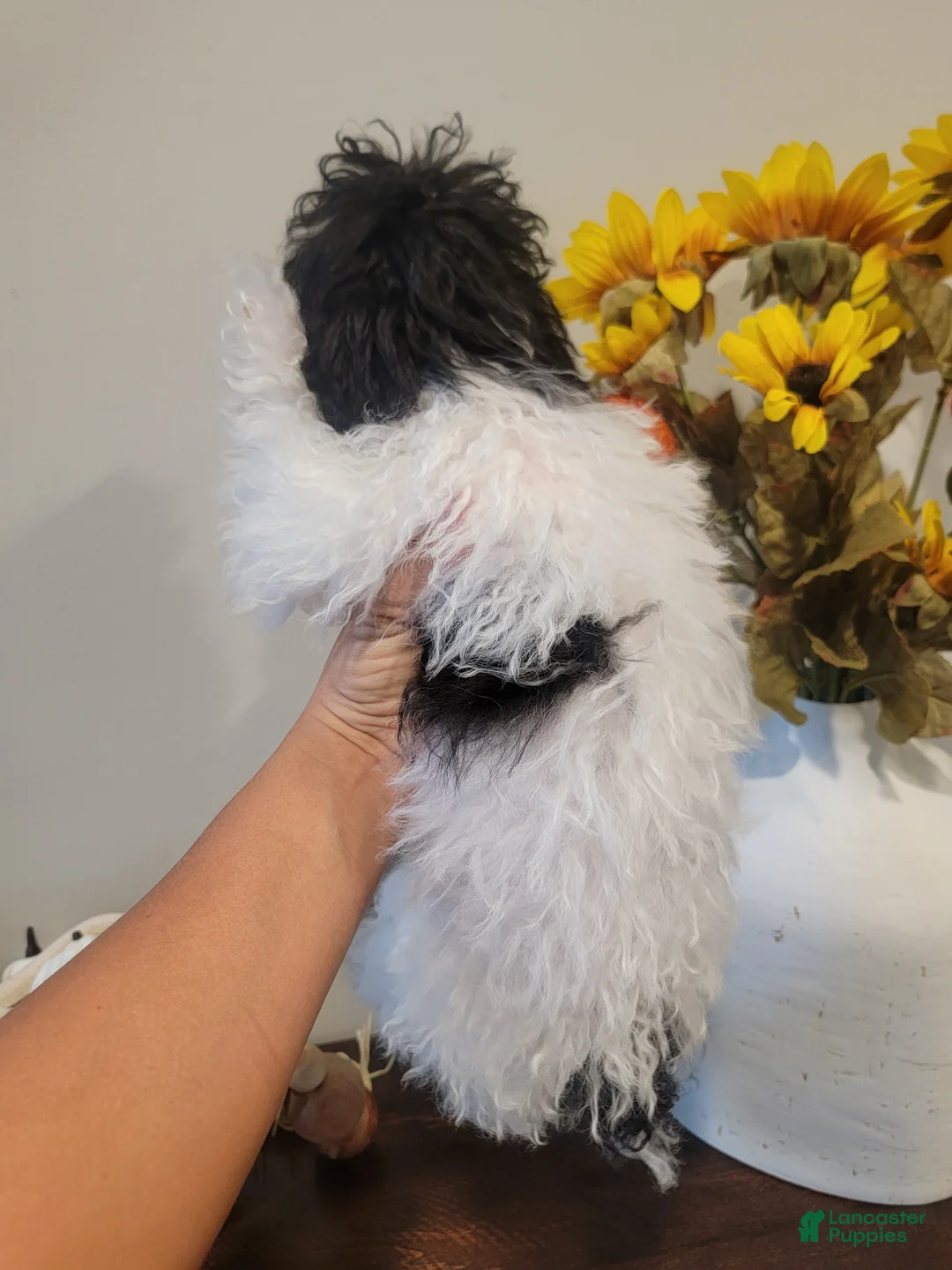 Toy Poodle dogs for sale: Toy Poodle 1 - Ad 5