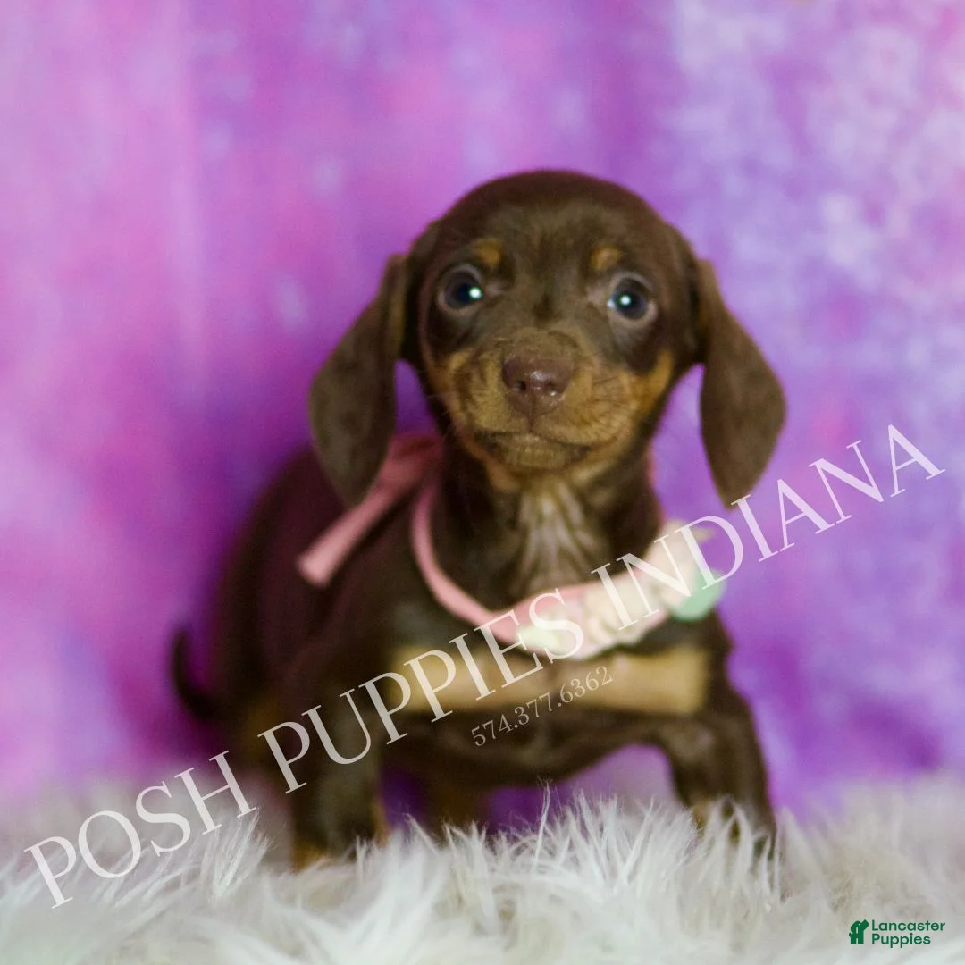 Miniature Dachshund dogs for sale: Amythest - Ad 2