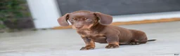 Dachshund dogs for sale: Espresso - Ad 6