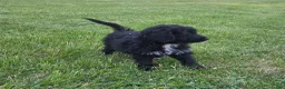 Bernedoodle dogs for sale: Bernedoodle Puppy 3 - Ad 13