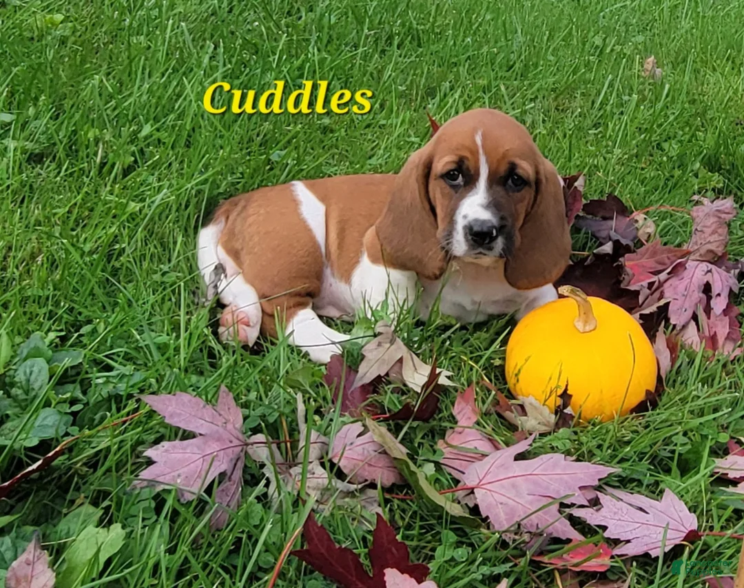 Basset Hound dogs for sale: Cuddles - Ad 2