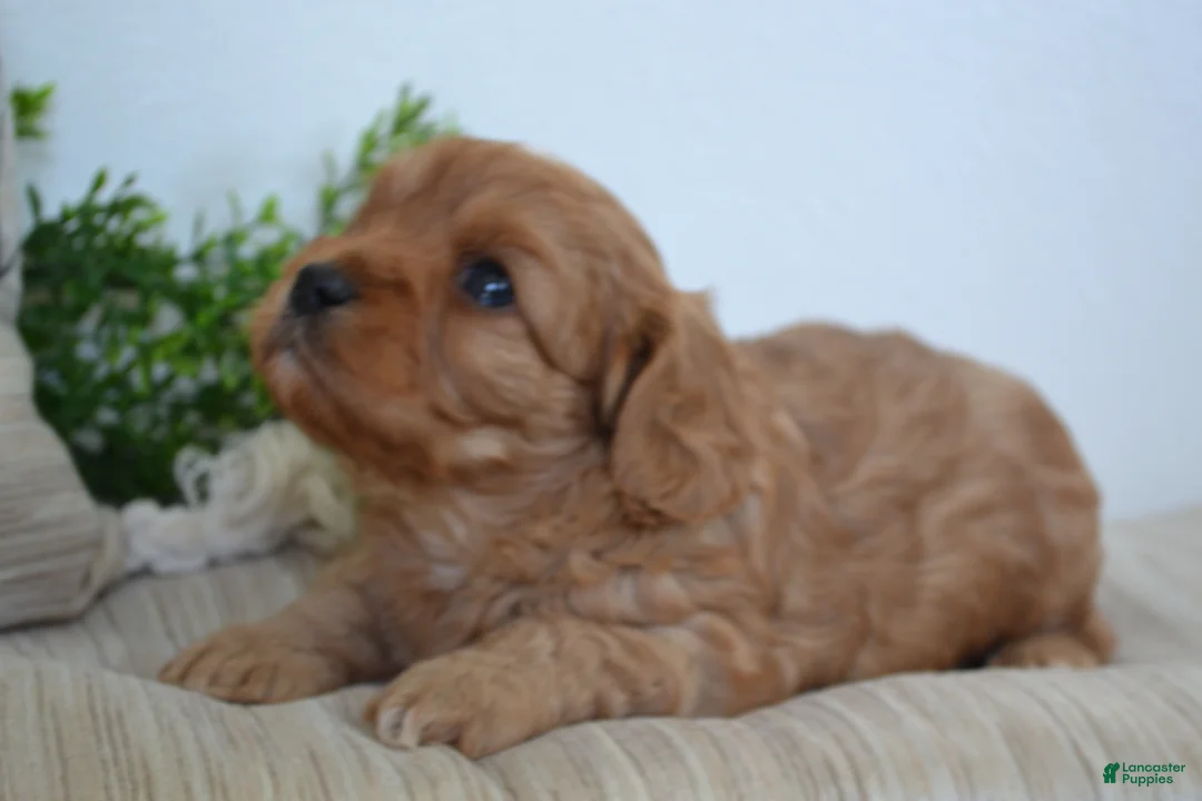 Miniature Poodle dogs for sale: Patches - Ad 10