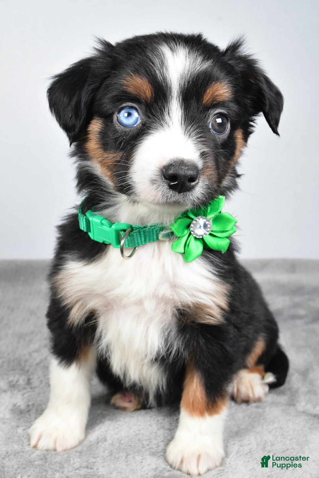 Miniature Australian Shepherd dogs for sale: Olive - Ad 5
