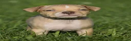 American Bully dogs for sale: American Bully 6 - Ad 2