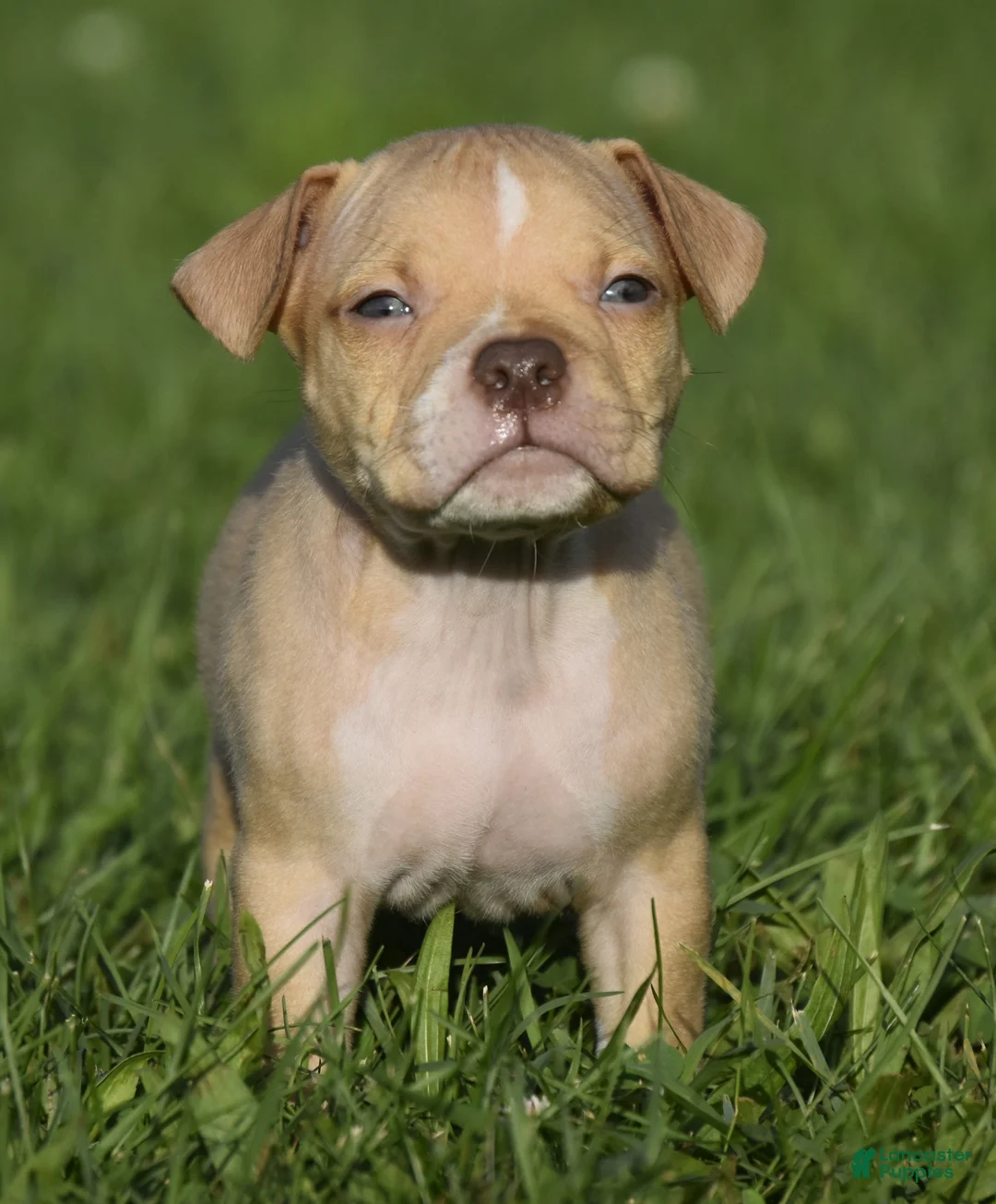 American Bully dogs for sale: American Bully 6 - Ad 2