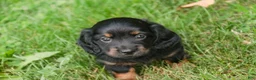 Miniature Dachshund dogs for sale: Adalyn Miniature Dachshund  - Ad 8