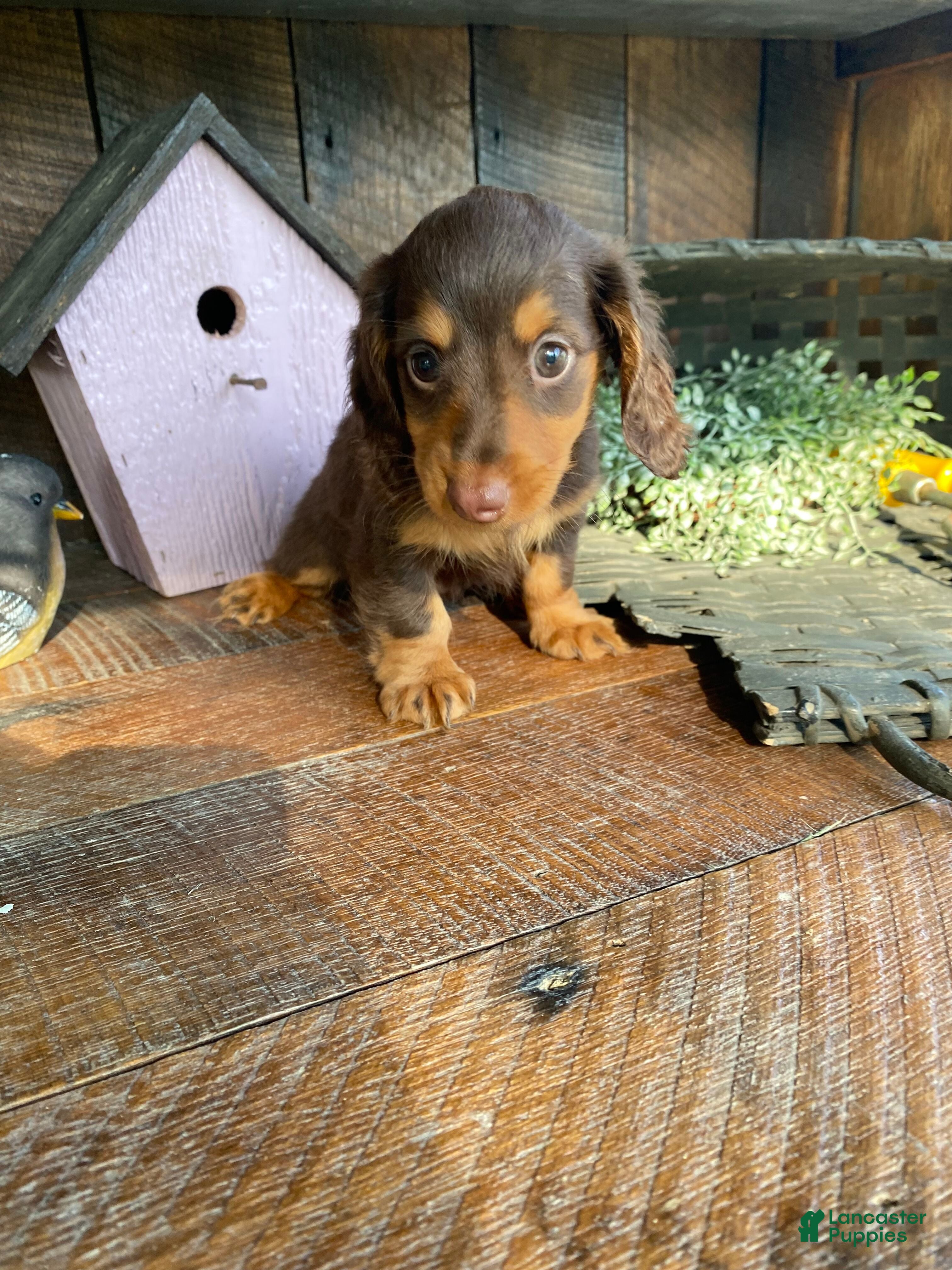 Miniature Dachshund dogs Bella - Ad 2