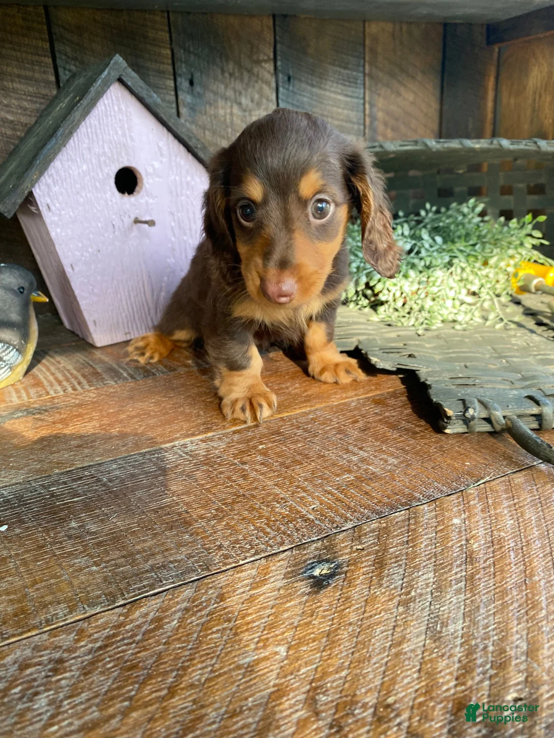 Miniature Dachshund dogs for sale: Bella - Ad 2