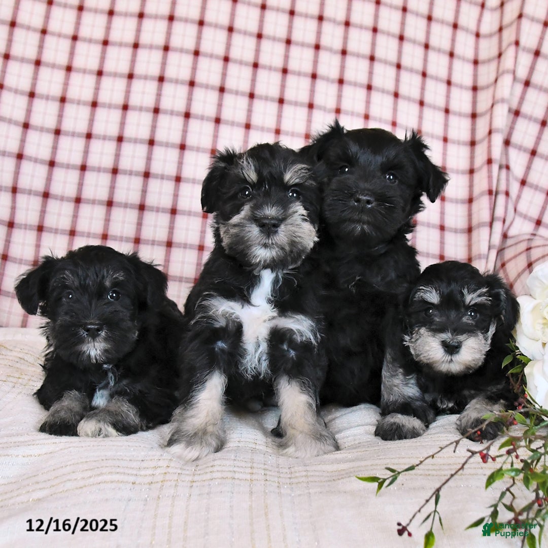 Miniature Schnauzer dogs for sale: Bella   - Ad 5