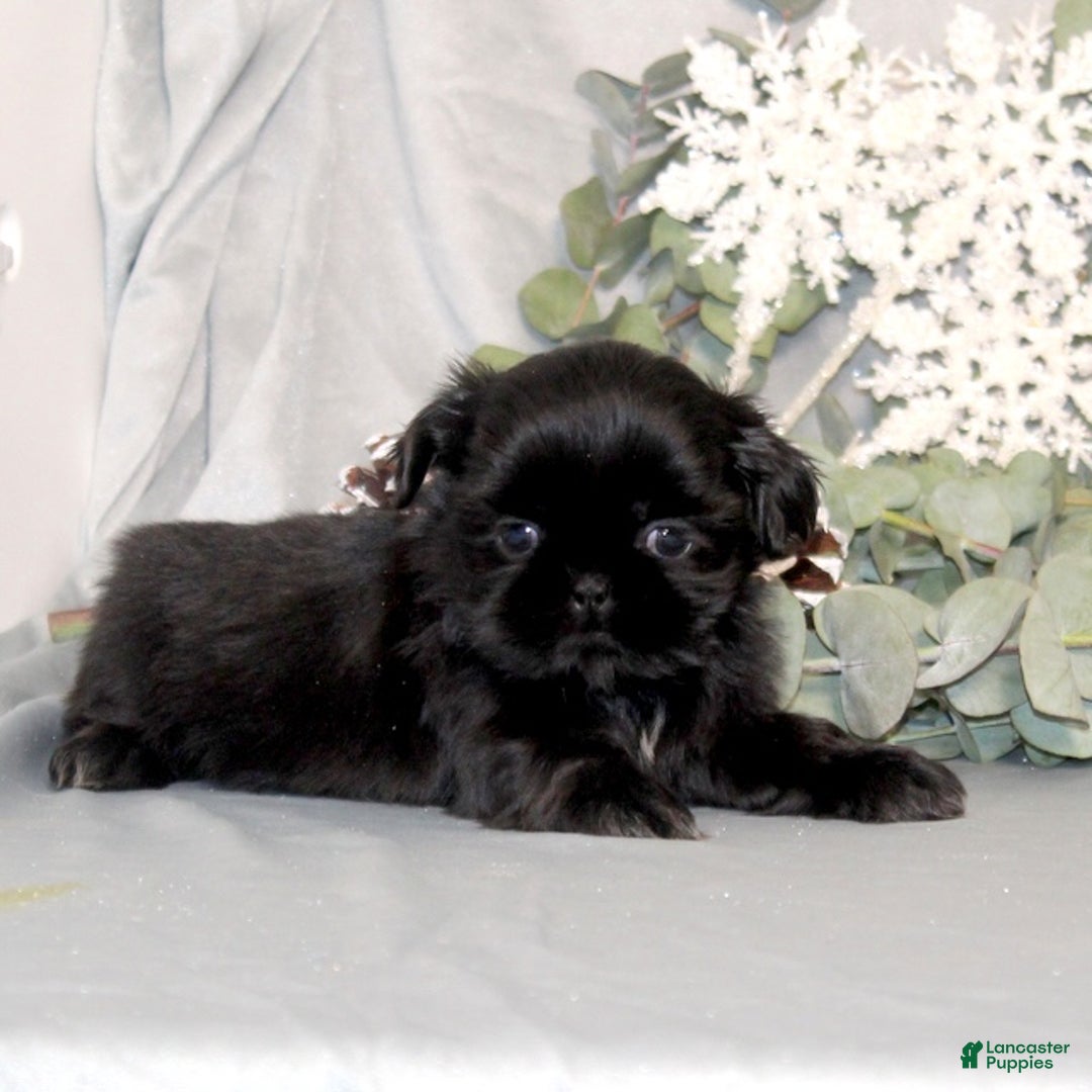 Shih Tzu dogs for sale: Raspberry AKC - Ad 2