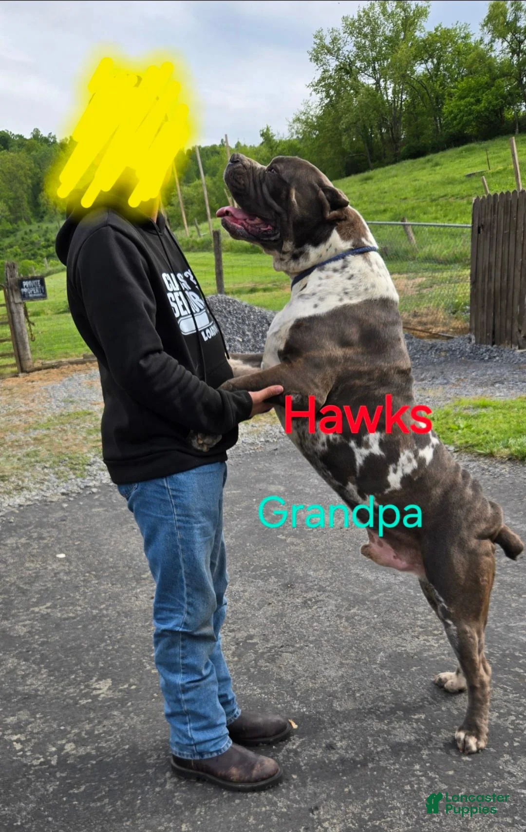 Mixed Breed dogs for sale: Hawks Mr Boomer - Ad 6