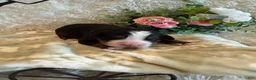 Bernese Mountain Dog dogs for sale: Hannah - Ad 3