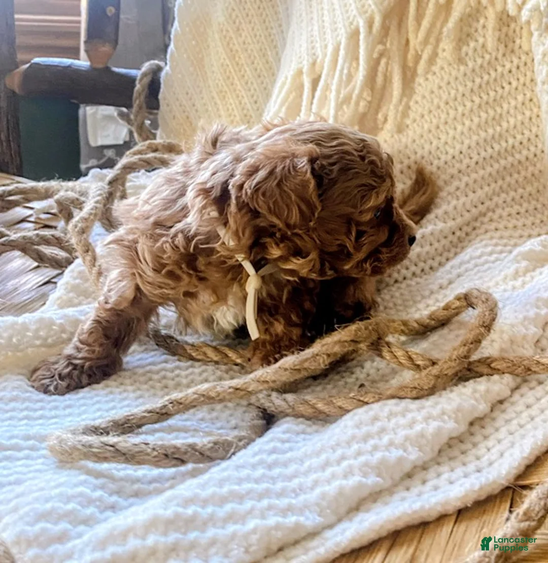 Toy Poodle dogs for sale: LITTLE ARCHIE - Ad 9
