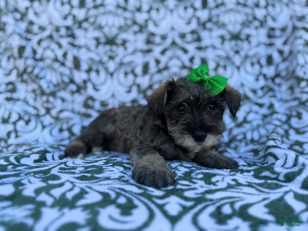 Miniature Schnauzer dogs for sale: Skittles - Ad 1