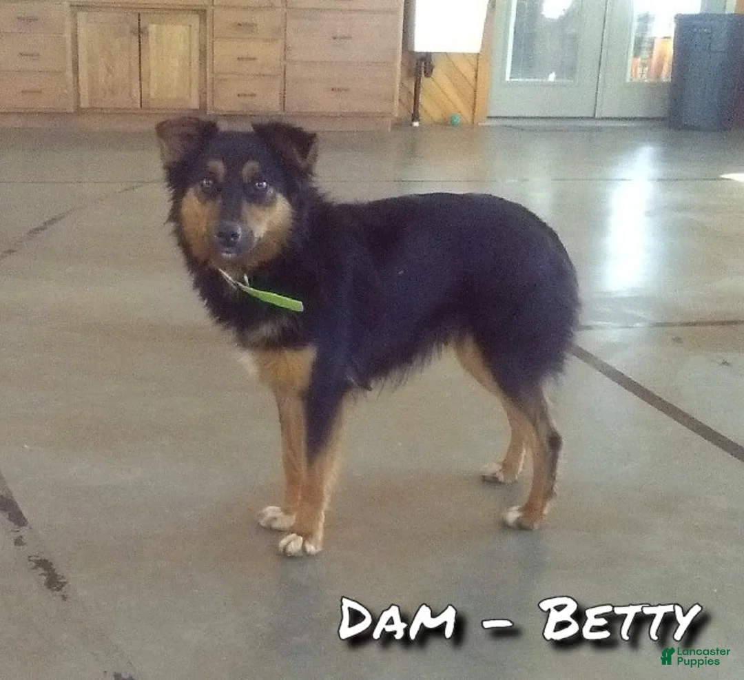 Australian Shepherd dogs for sale: Jerry - Ad 10