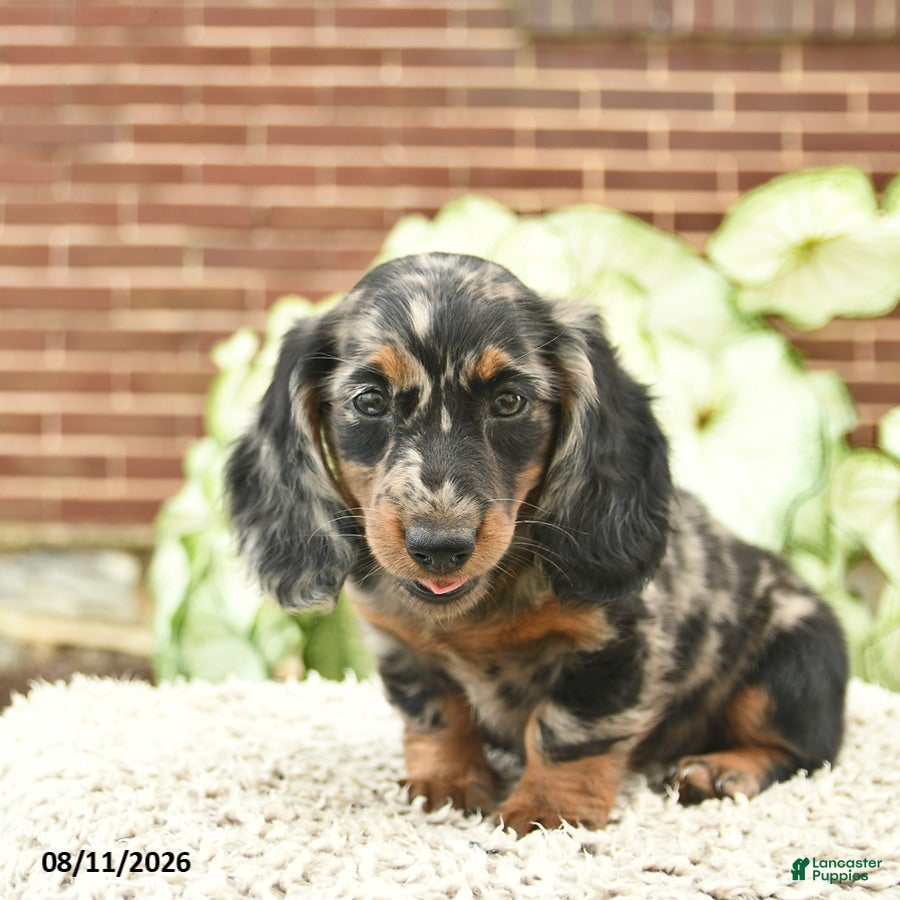 Miniature Dachshund dogs Cassie   - Ad 2