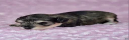 Miniature Schnauzer dogs for sale: Mabel - Ad 3