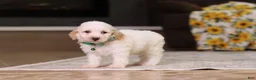 Miniature Poodle dogs for sale: Monty - Ad 1