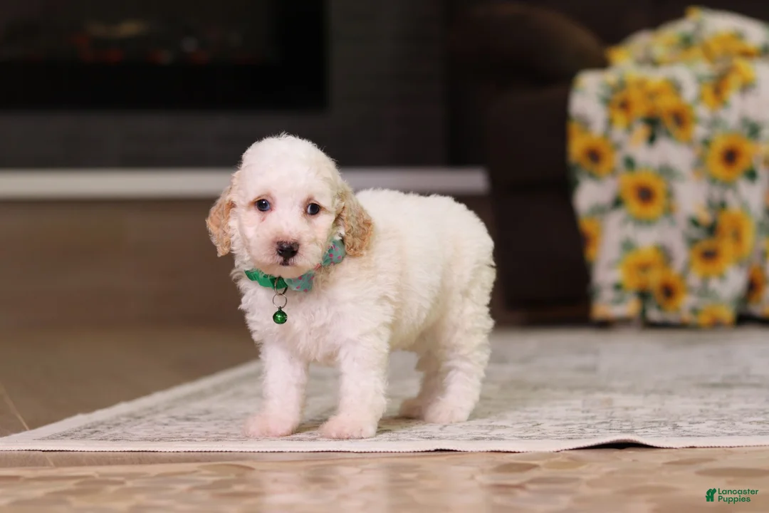 Miniature Poodle dogs for sale: Monty - Ad 1