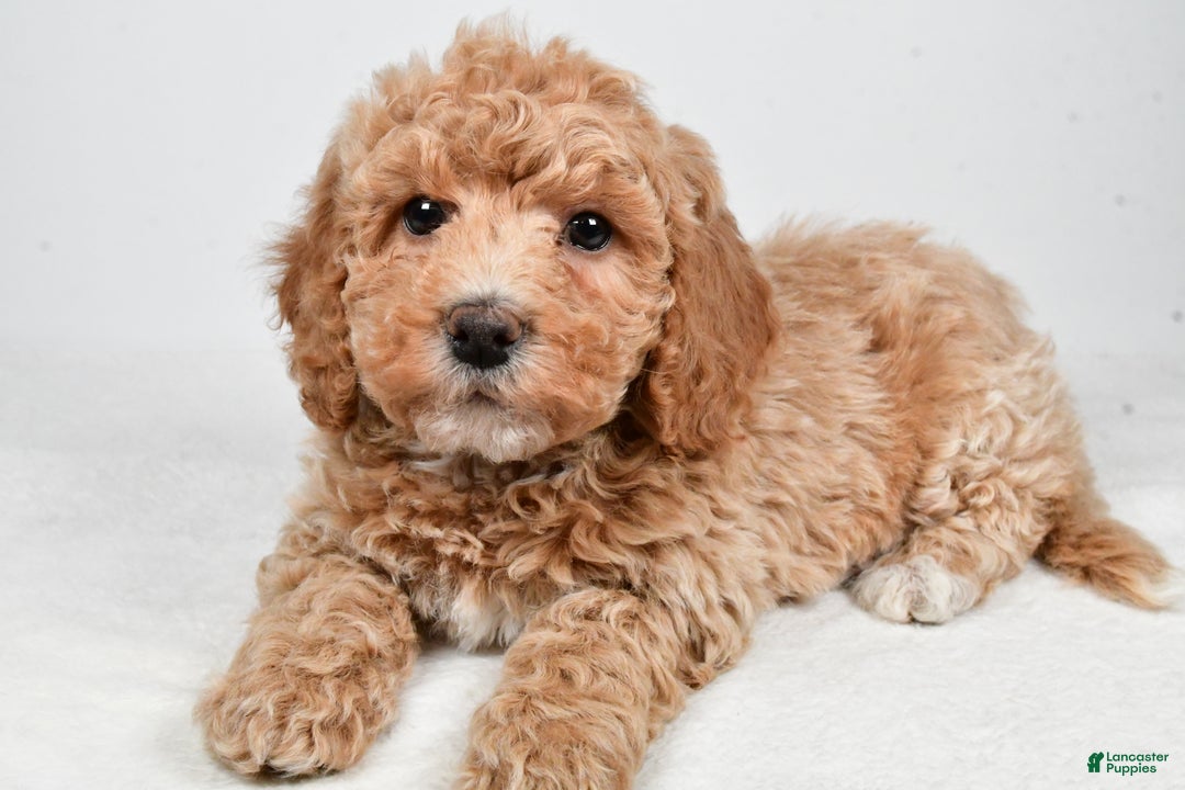 Bichpoo dogs for sale: Teddy - Ad 10