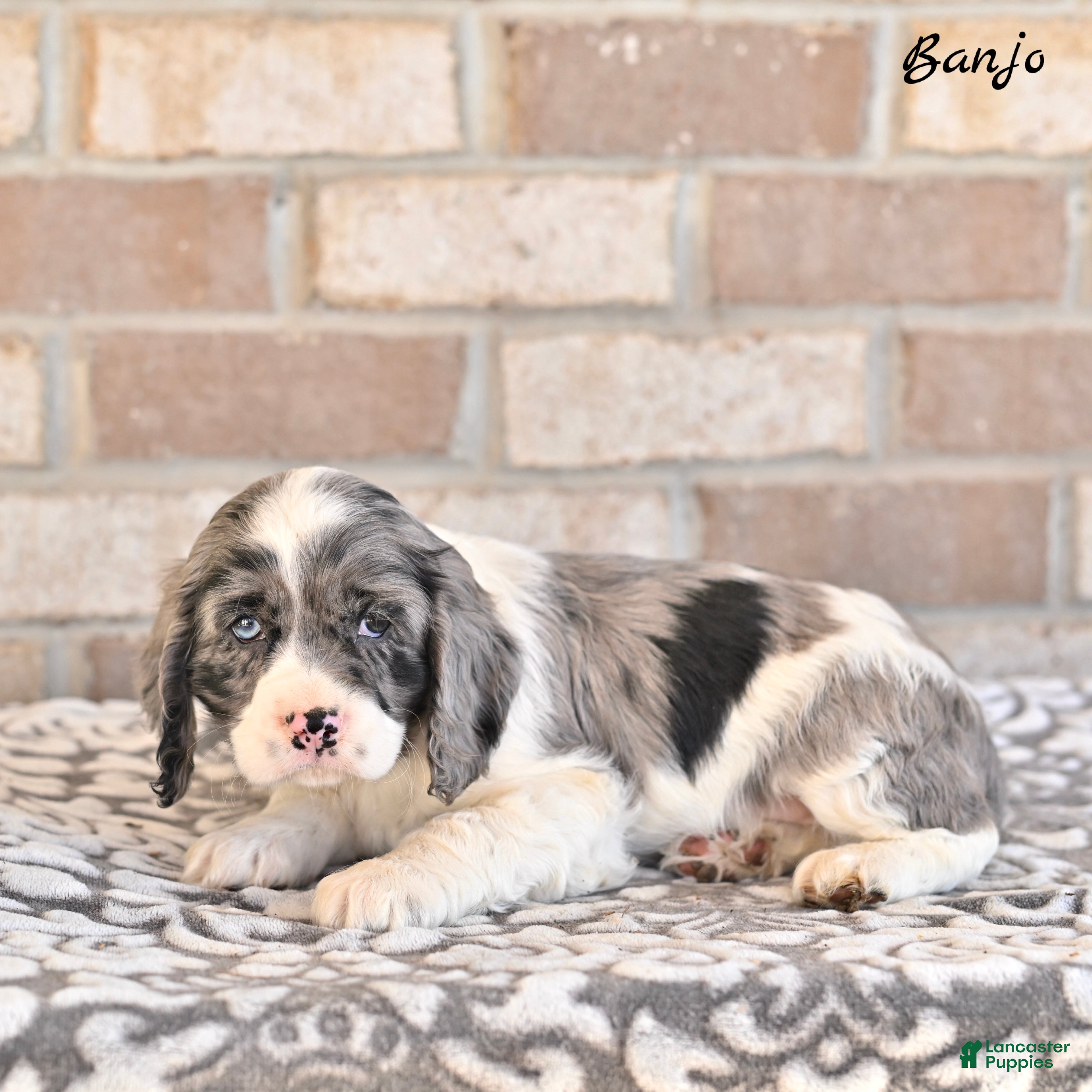 Cocker Spaniel dogs Banjo - Ad 2