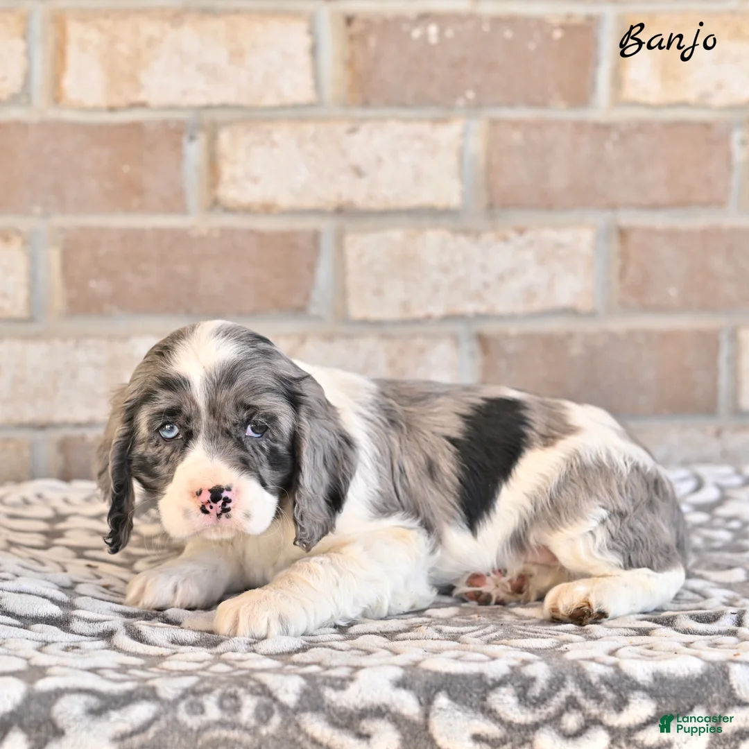 Cocker Spaniel dogs for sale: Banjo - Ad 2